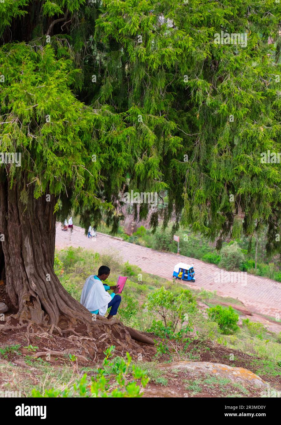 Ethiopian man reading a book under a big tree, Amhara Region, Lalibela, Ethiopia Stock Photo