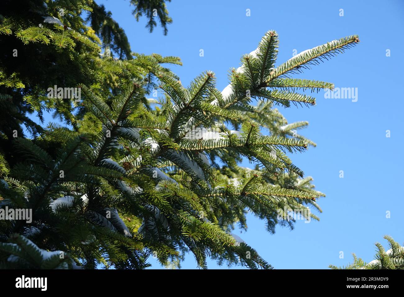 Abies alba, silver fir Stock Photo