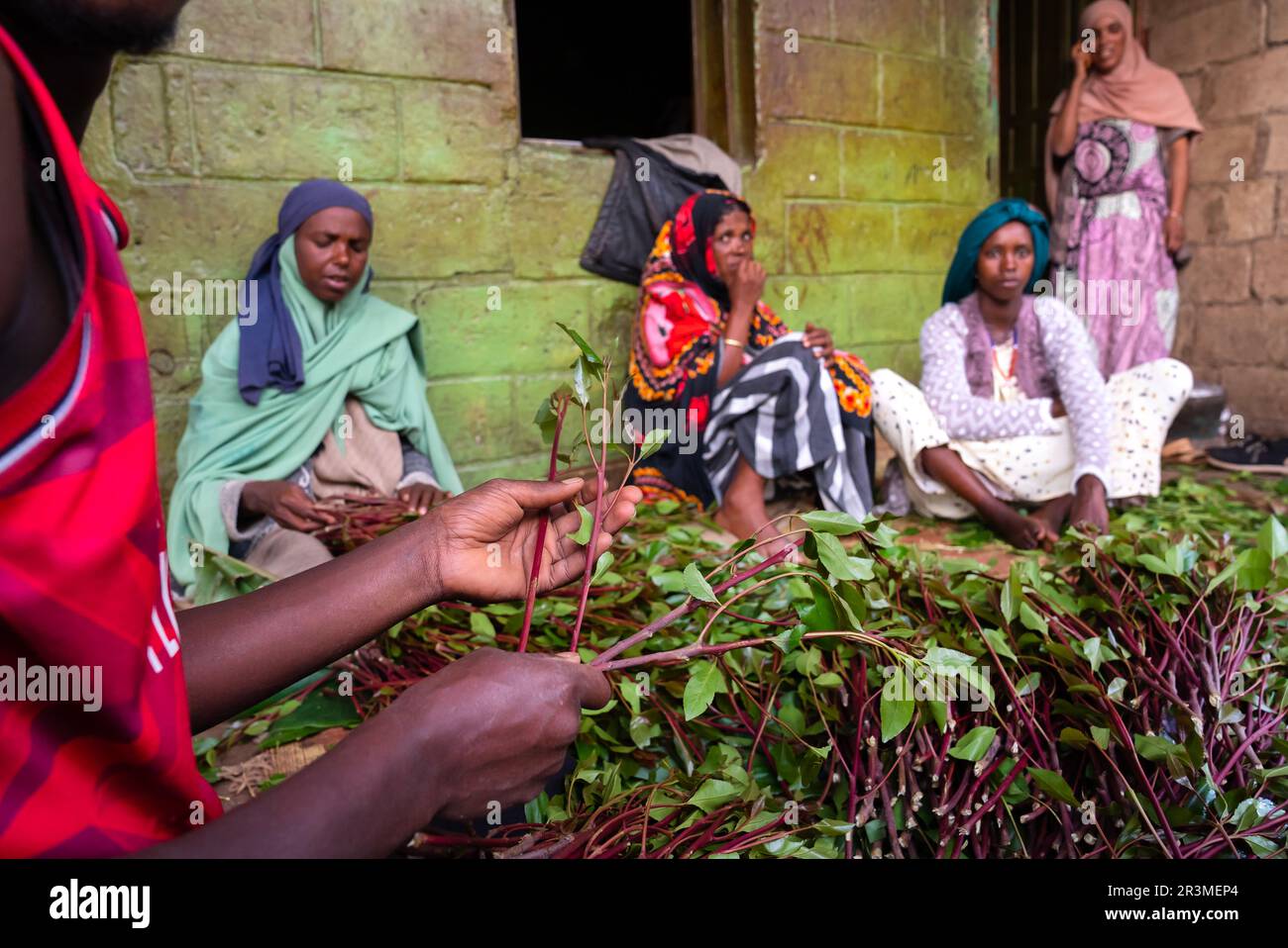 Ethiopian women chewing khat, Harari Region, Awaday, Ethiopia Stock