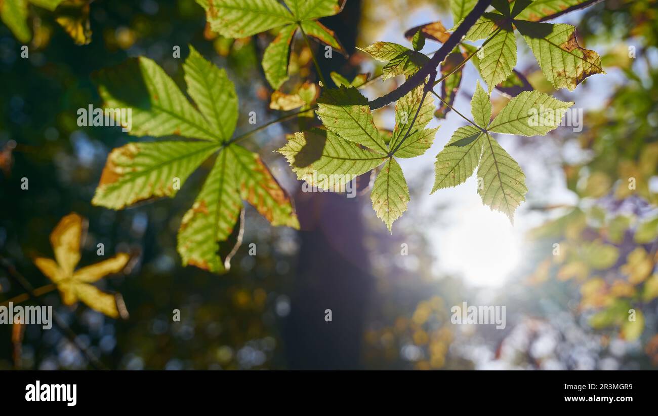 Leaves of a horse chestnut Aesculus hippocastanum, in a park against the light at sunset Stock Photo