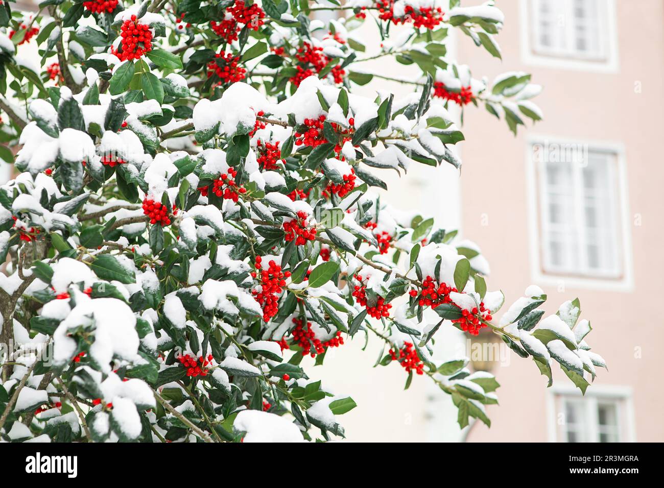 Christmas Holly red berries, Ilex aquifolium plant. Holly green foliage with mature red berries. Ilex aquifolium or Christmas ho Stock Photo