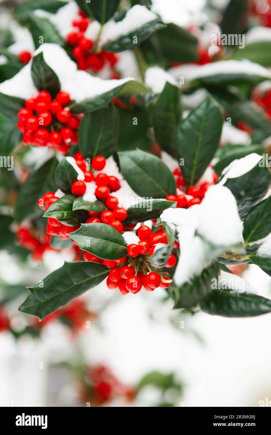 Christmas Holly red berries, Ilex aquifolium plant. Holly green foliage with mature red berries. Ilex aquifolium or Christmas ho Stock Photo