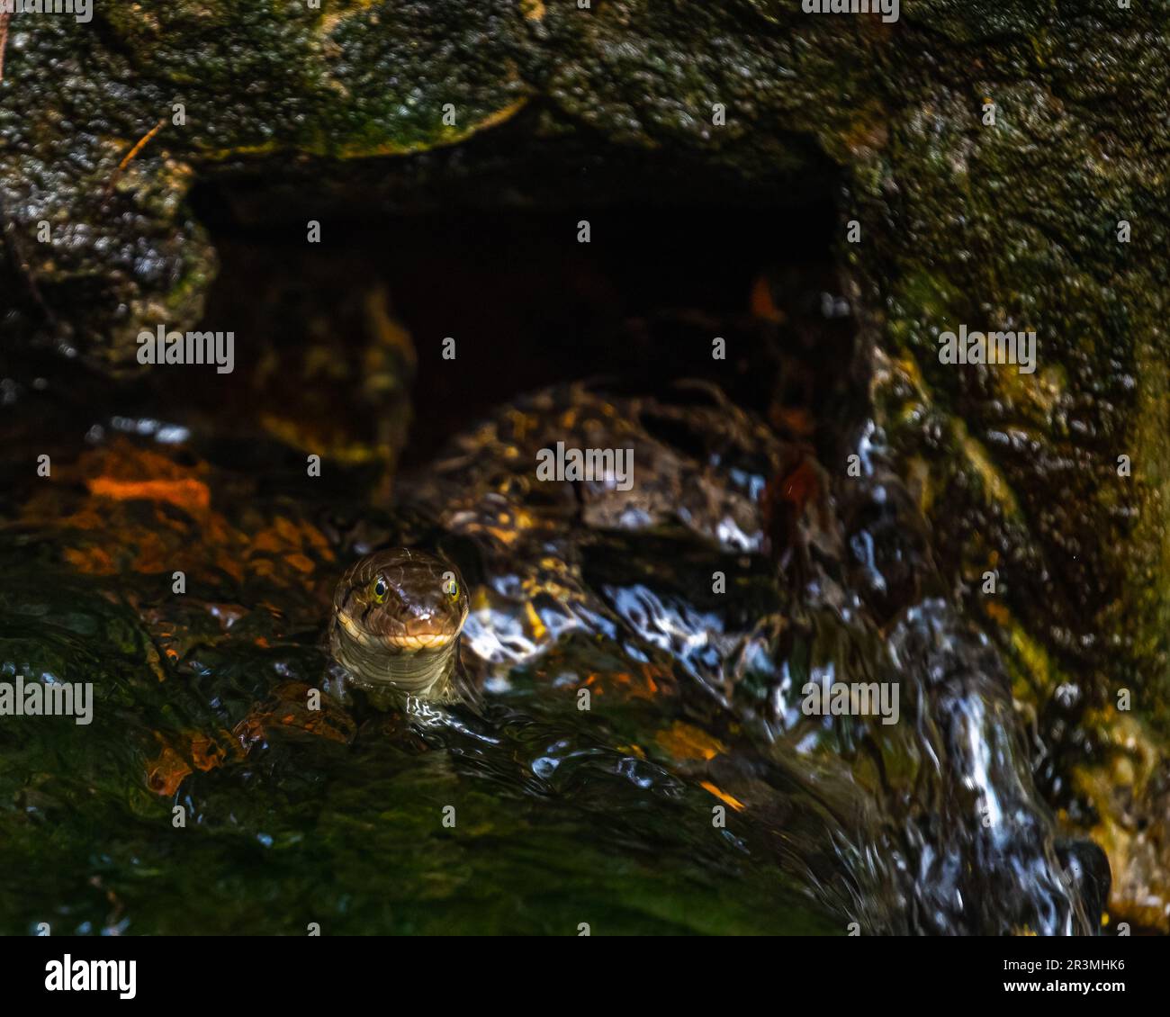 A water snake looking strait Stock Photo - Alamy