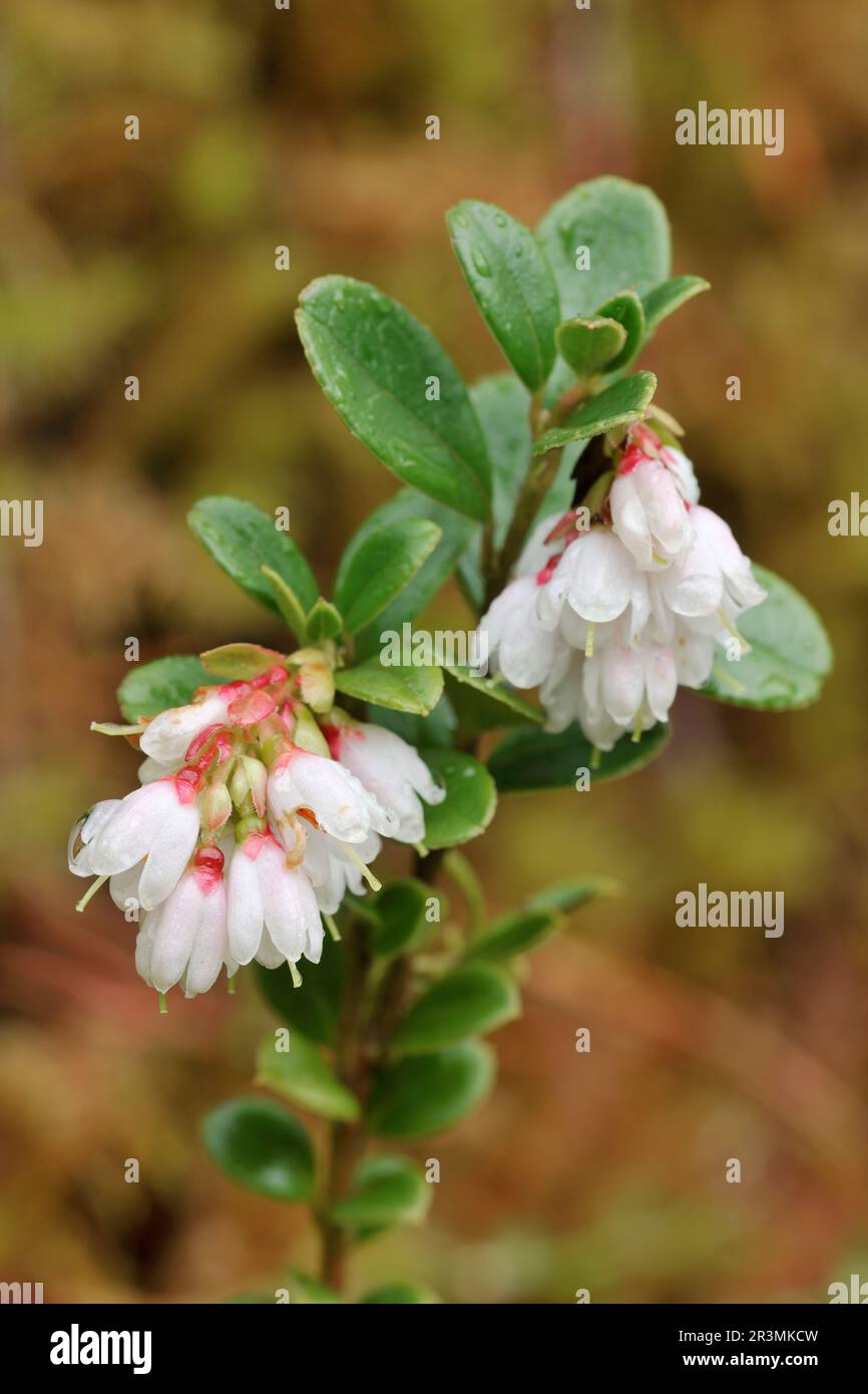 Cowberry (Vaccinium vitis-idaea) close-up of flowers growing beside the Woodland Trail, Beinn Eighe NNR, Kinlochewe, Scotland, May 2022 Stock Photo