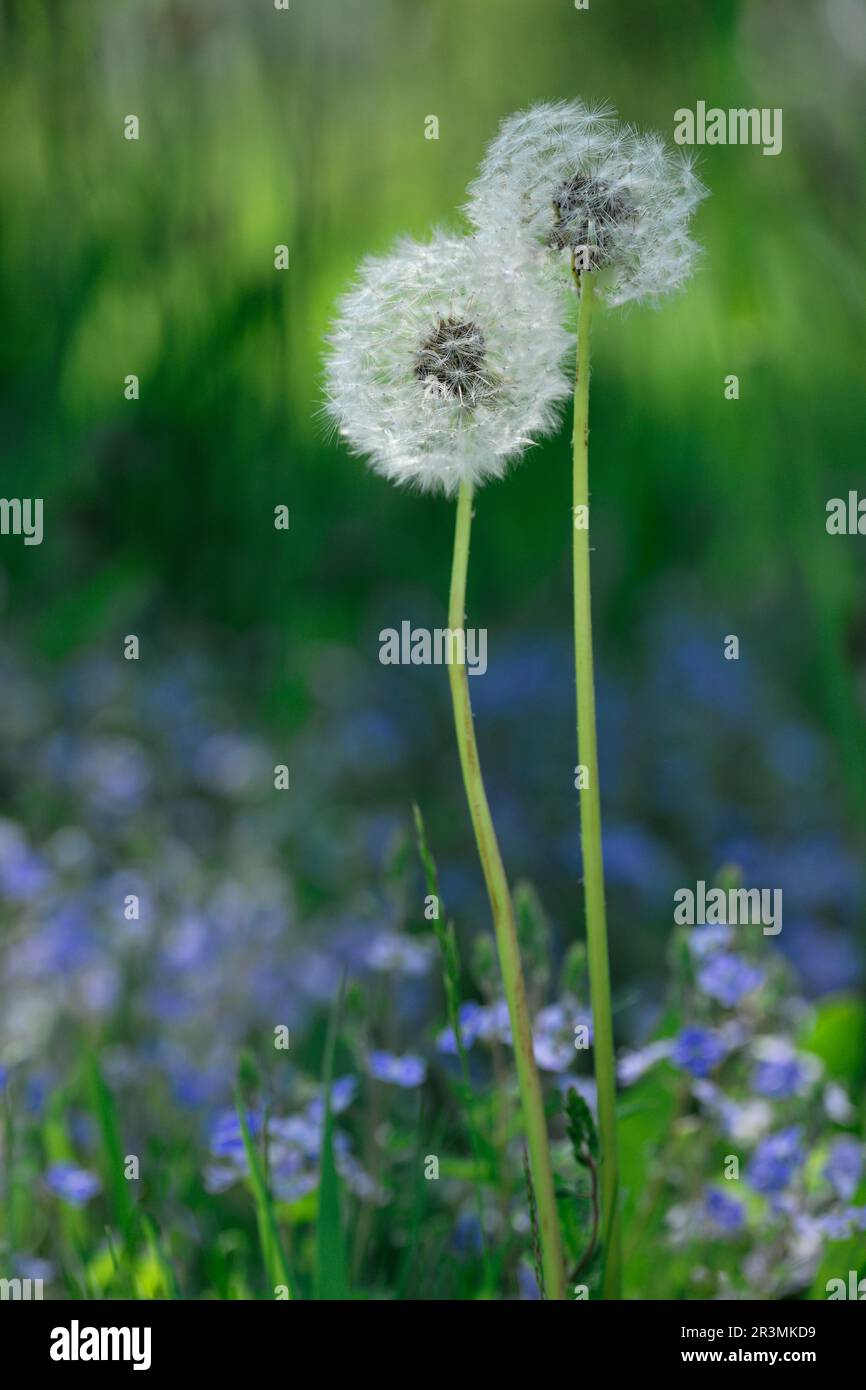 Dandelion (Taraxacum sect vulgaria) seed heads of two plants growing at woodland edge, Three Hagges Wood Meadow, North Yorkshire, England, June 2021 Stock Photo