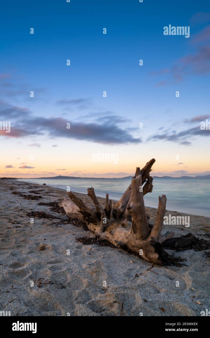 Driftwood on a sandy beach with turquoise ocean water and a colorful sunset sky Stock Photo