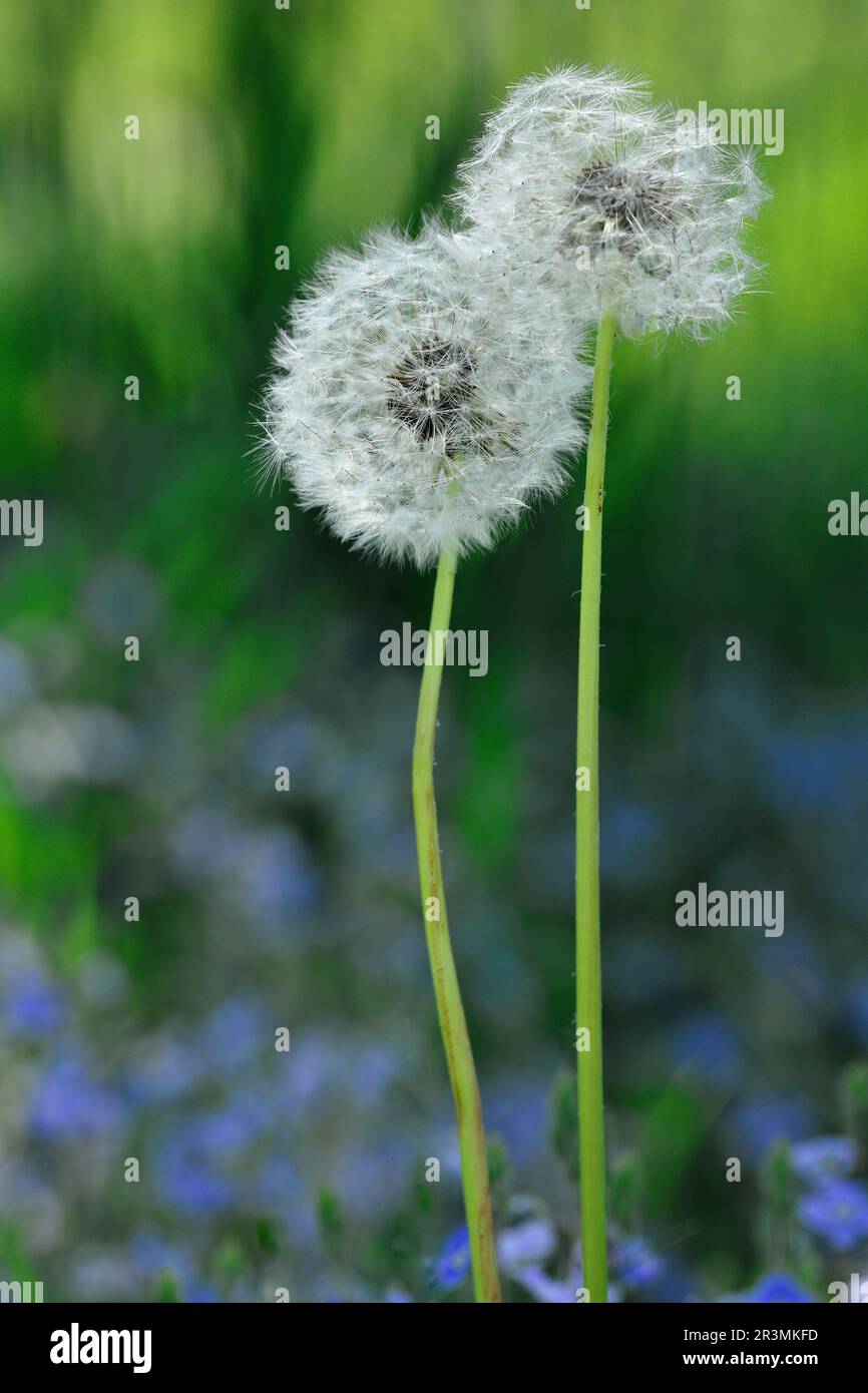 Dandelion (Taraxacum sect vulgaria) seed heads of two plants growing at woodland edge, Three Hagges Wood Meadow, North Yorkshire, England, June 2021 Stock Photo