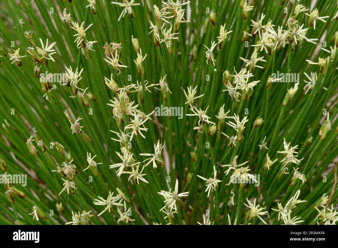 Deergrass (Trichophorum cespitosum) flowering clump gowing by the viewpoint at  the Woodland Trail, Beinn Eighe NNR, Kinlochewe, Scotland, May 2022 Stock Photo