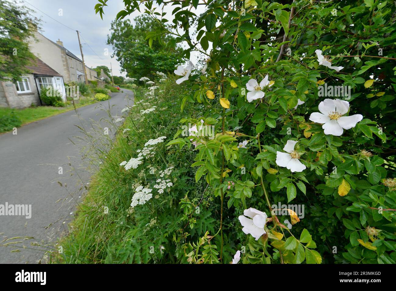 Dog Rose (Rosa canina) flowering bush growing in roadside hedgerow in ...