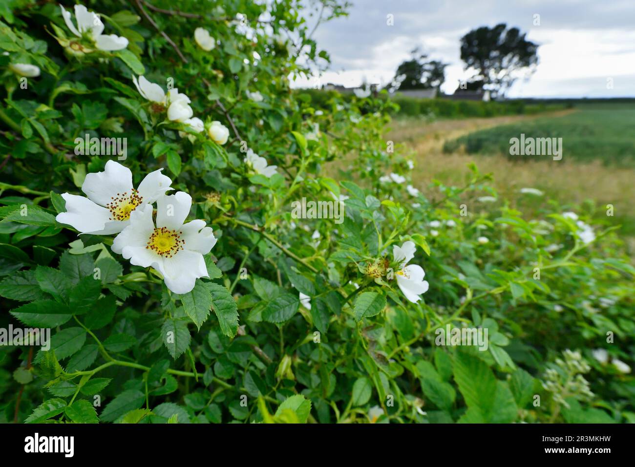 Dog Rose (Rosa canina) flowering bush growing in roadside hedgerow in ...