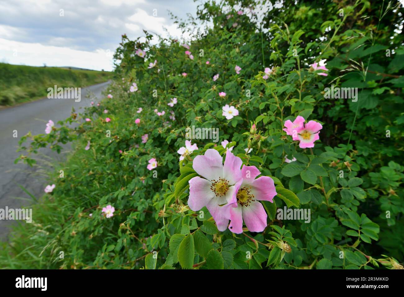 Dog Rose (Rosa canina) flowering bush growing in roadside hedgerow in ...