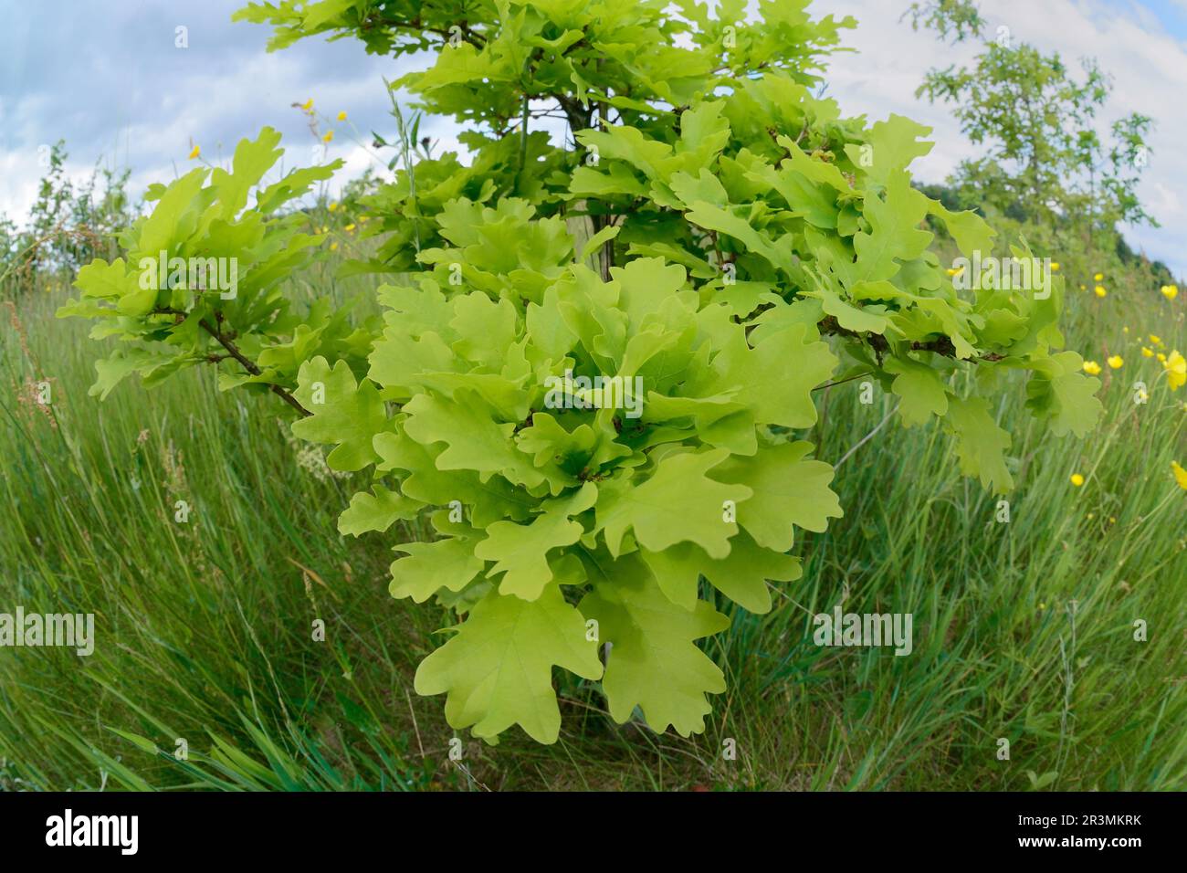 English Oak (Quercus robur) fresh leaves on sapling planted at Three