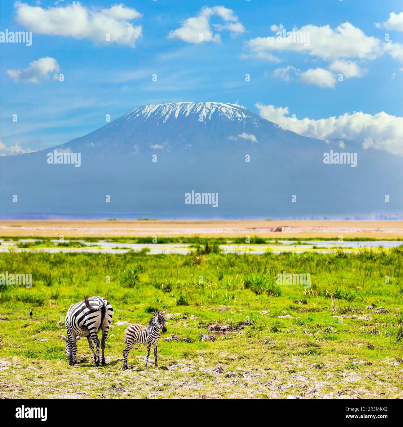 Newborn baby zebra and his mother Stock Photo