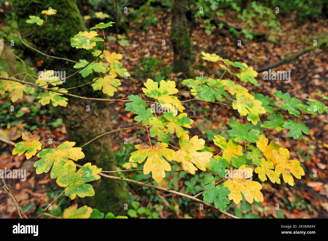 Field Maple (Acer campestre) leaves on low branch of tree changing colour from green to yellow in autumn in decidious woodland, Ross-shire, Scotland, Stock Photo