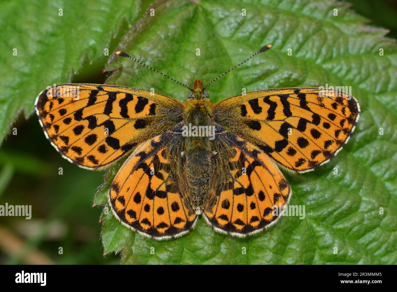Peral-bordered fritillary butterfly, Warton Crag, Carnforth, Lake District Stock Photo