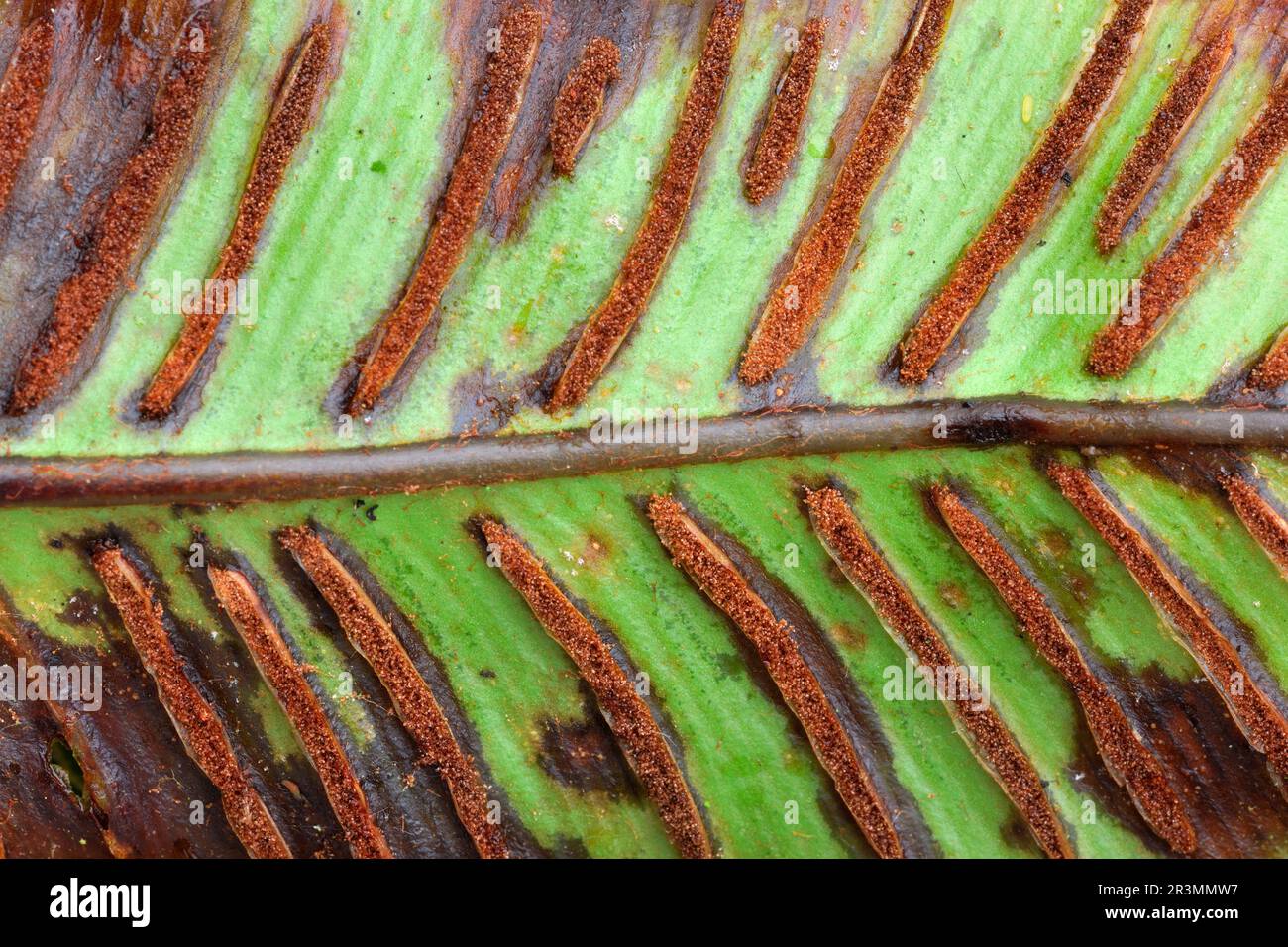 Hart's Tongue Fern (Phyllitis scolopendrium) close-up of underside of leaf blade showing sporangia, reproductive spore-producing structures Stock Photo