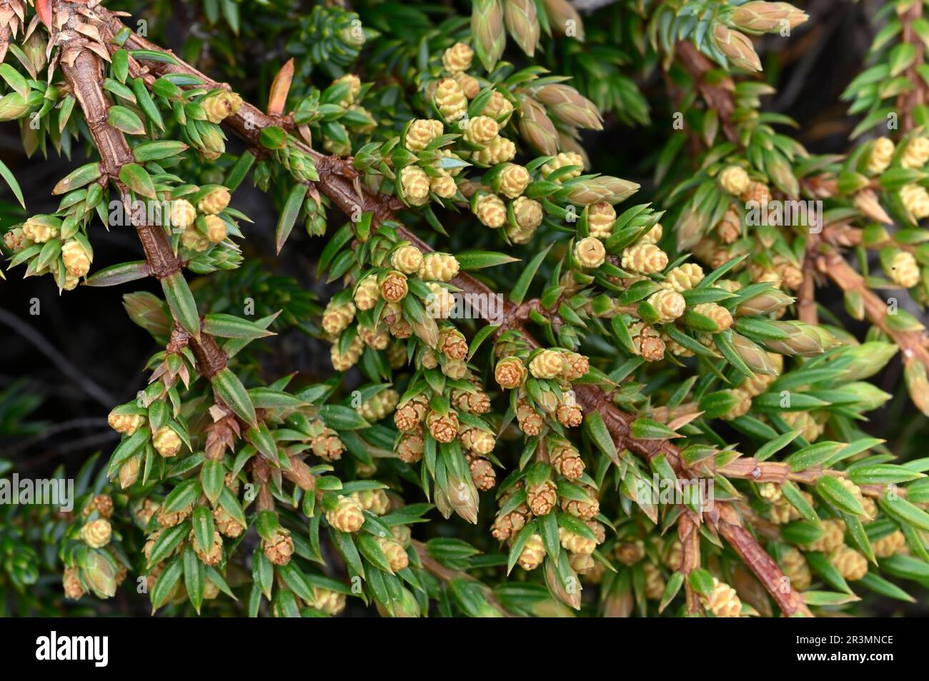 Juniper (Juniperus communis) close-up of flowers on shrub growing near to the Pony Path, Beinn Eighe NNR, Kinlochewe, Scotland, May 2022 Stock Photo