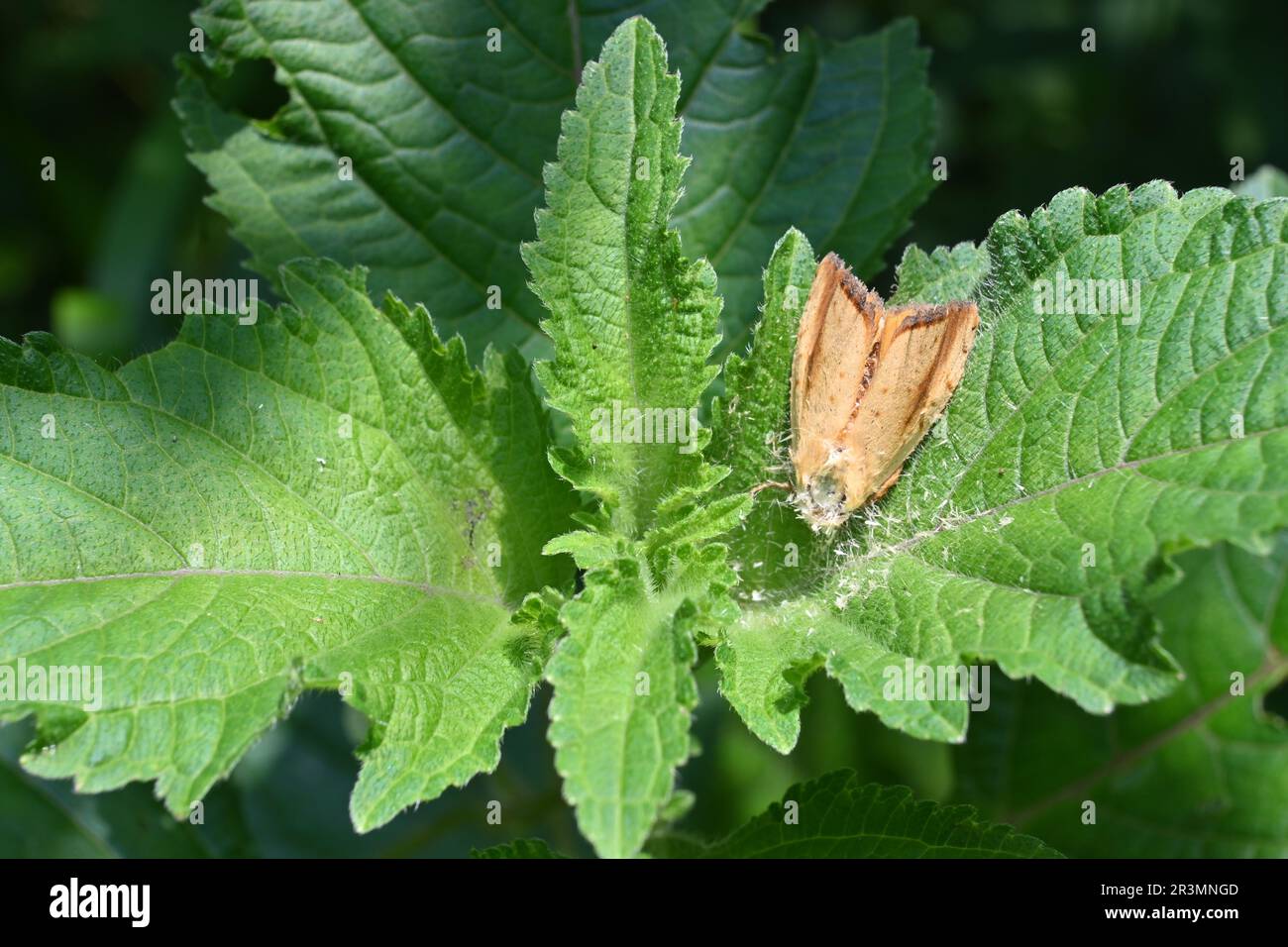 Moths dead body hires stock photography and images Alamy