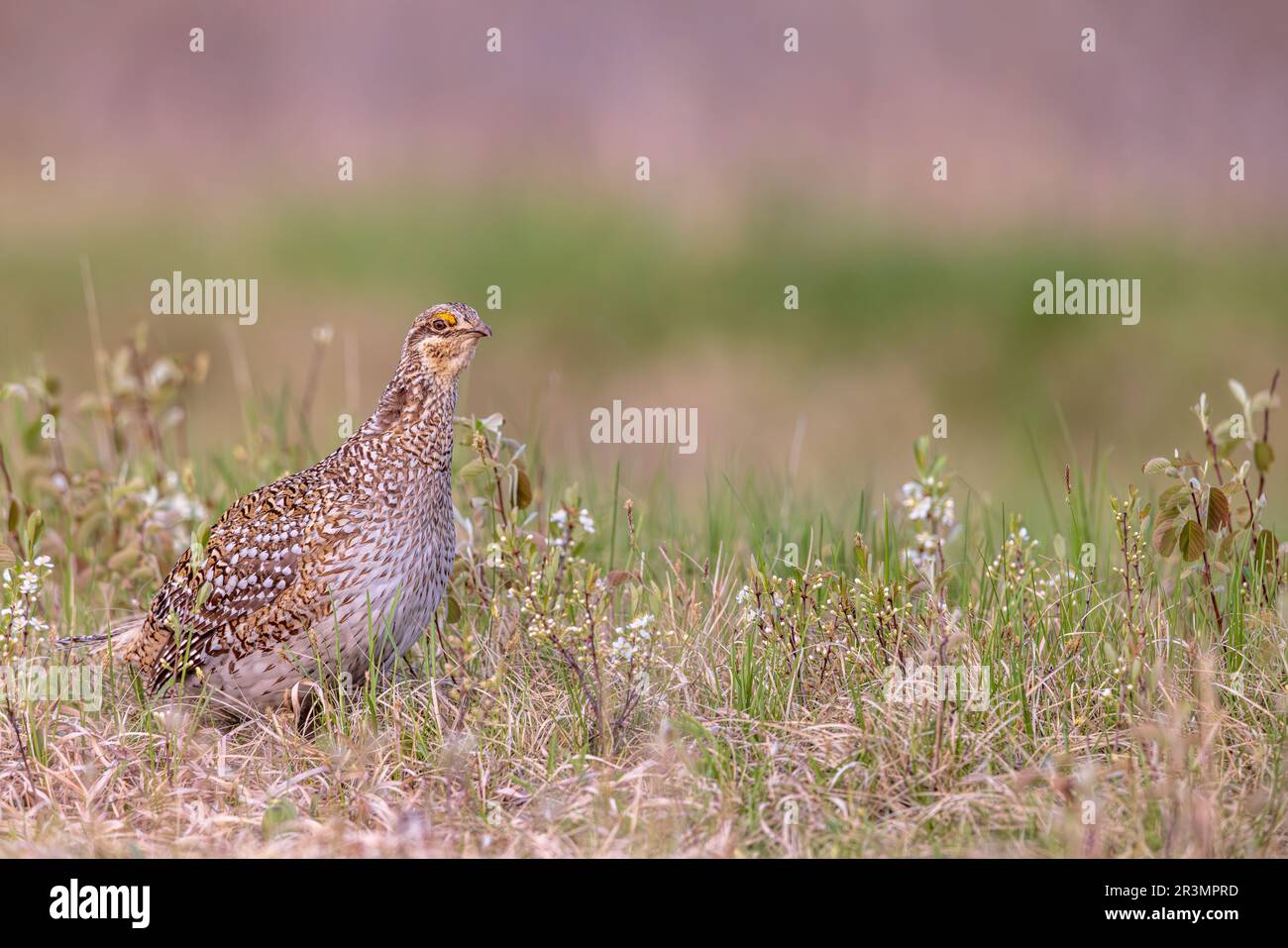 Sharptailed grouse in northern Wisconsin Stock Photo Alamy