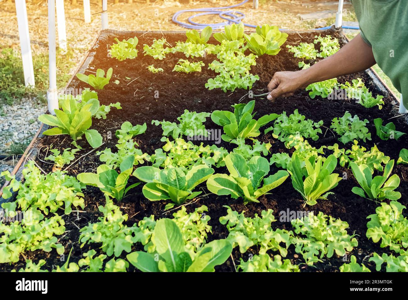 Hand of male farmer using a food fork to shovel soil to cultivate