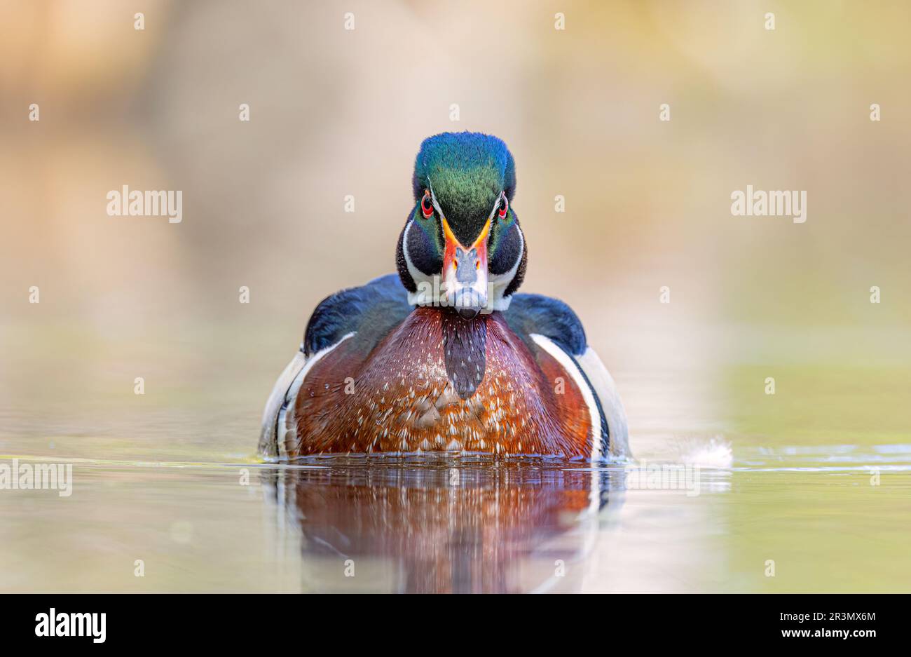 A wood duck male with reflection swimming in a local pond in spring Stock Photo