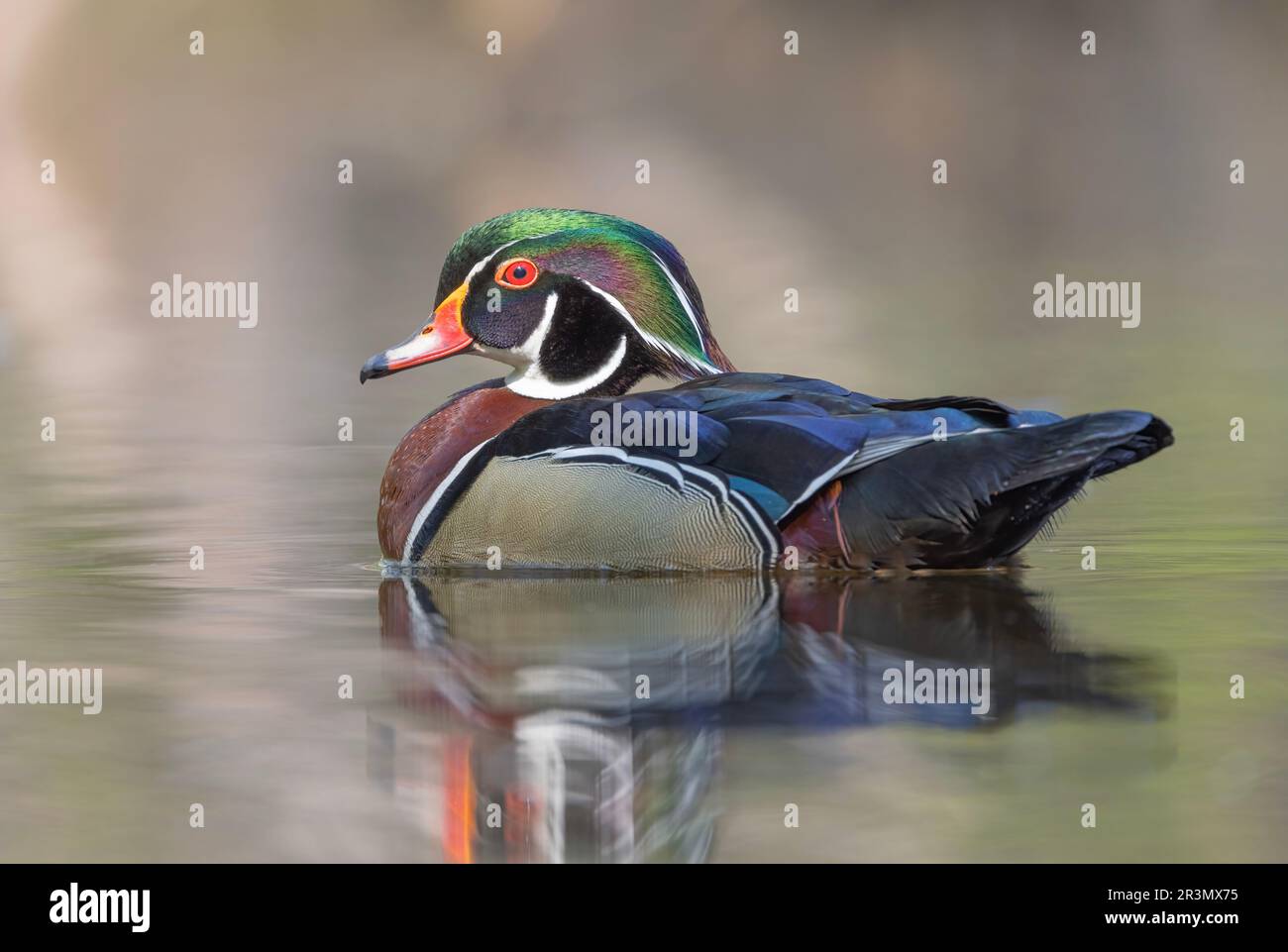 Colourful duck water reflection hi-res stock photography and images - Alamy