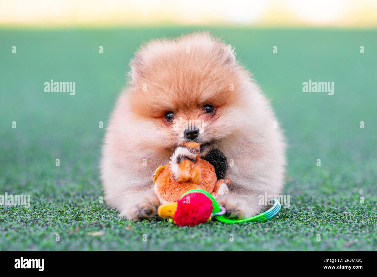 Pomeranian puppy nibbles a plush toy duck on an artificial lawn Stock