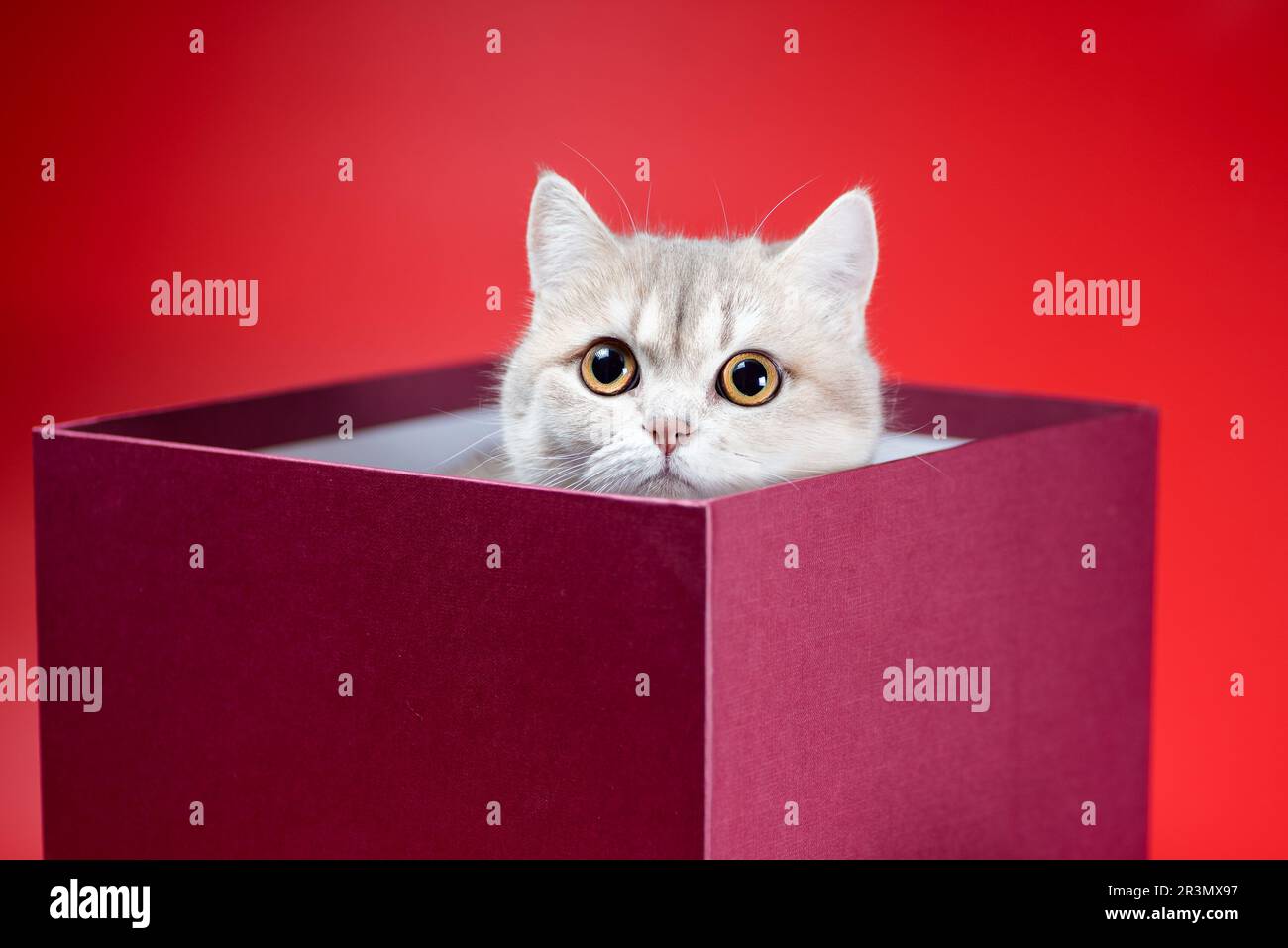 British shorthair cat sits in a burgundy box on a red background Stock Photo