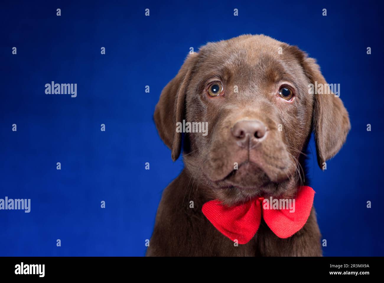 Portrait of a chocolate labrador puppy with a red bow on its neck on a blue background Stock Photo