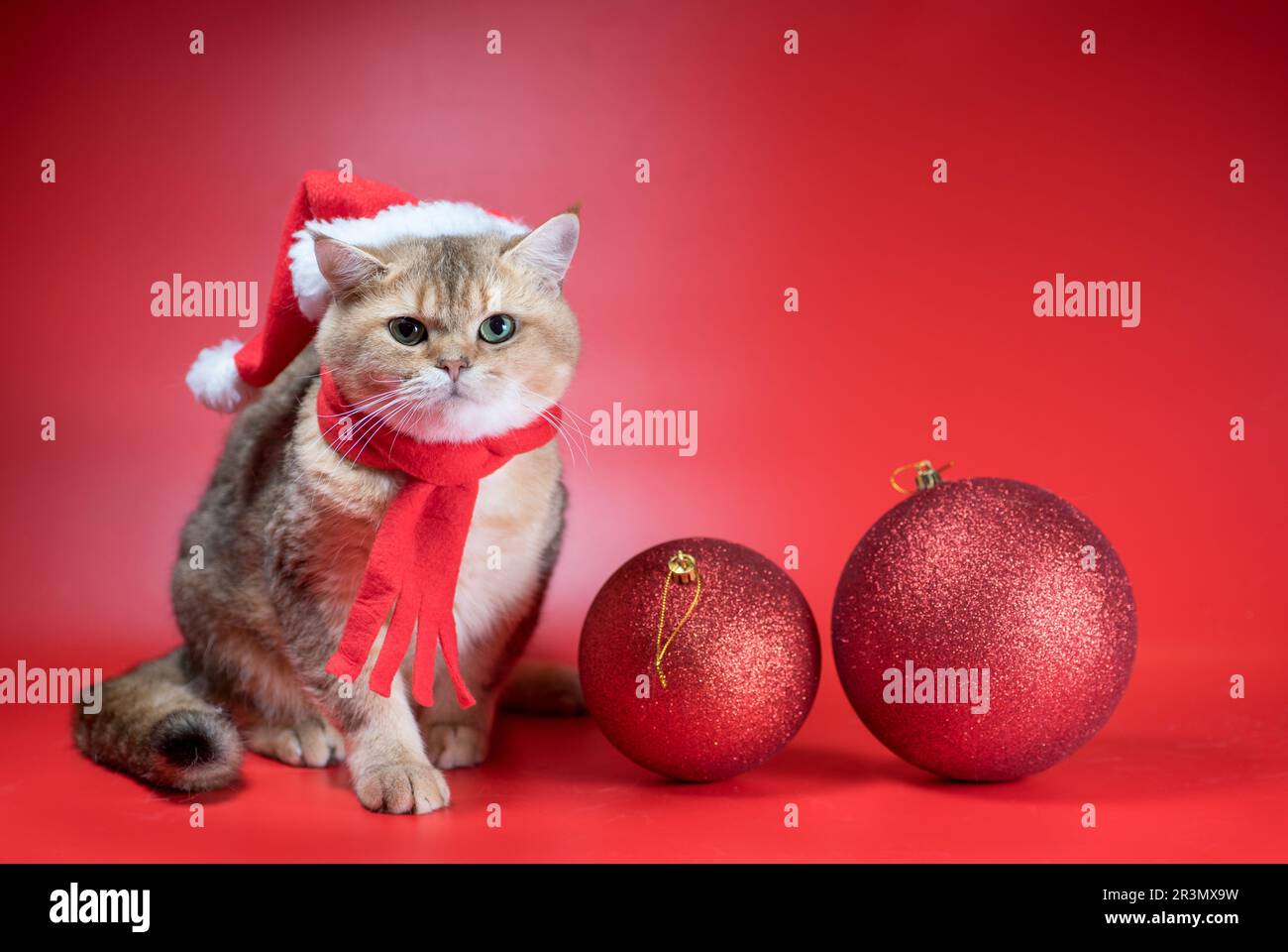 British shorthair cat looks up next to two large Christmas balls on a