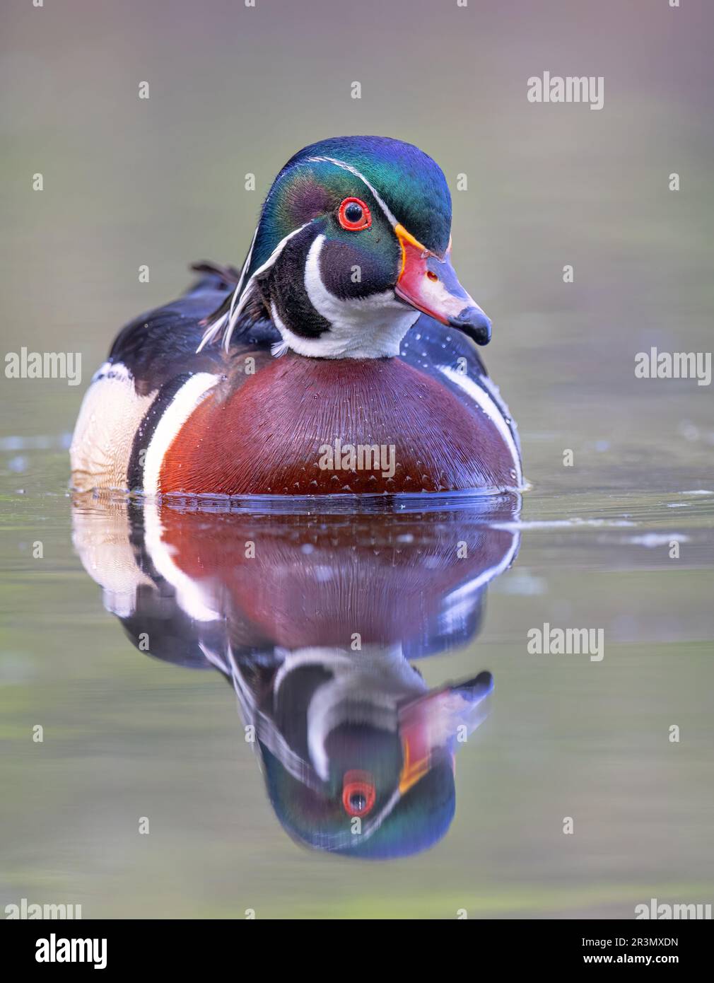 A wood duck male with reflection swimming in a local pond in spring Stock Photo