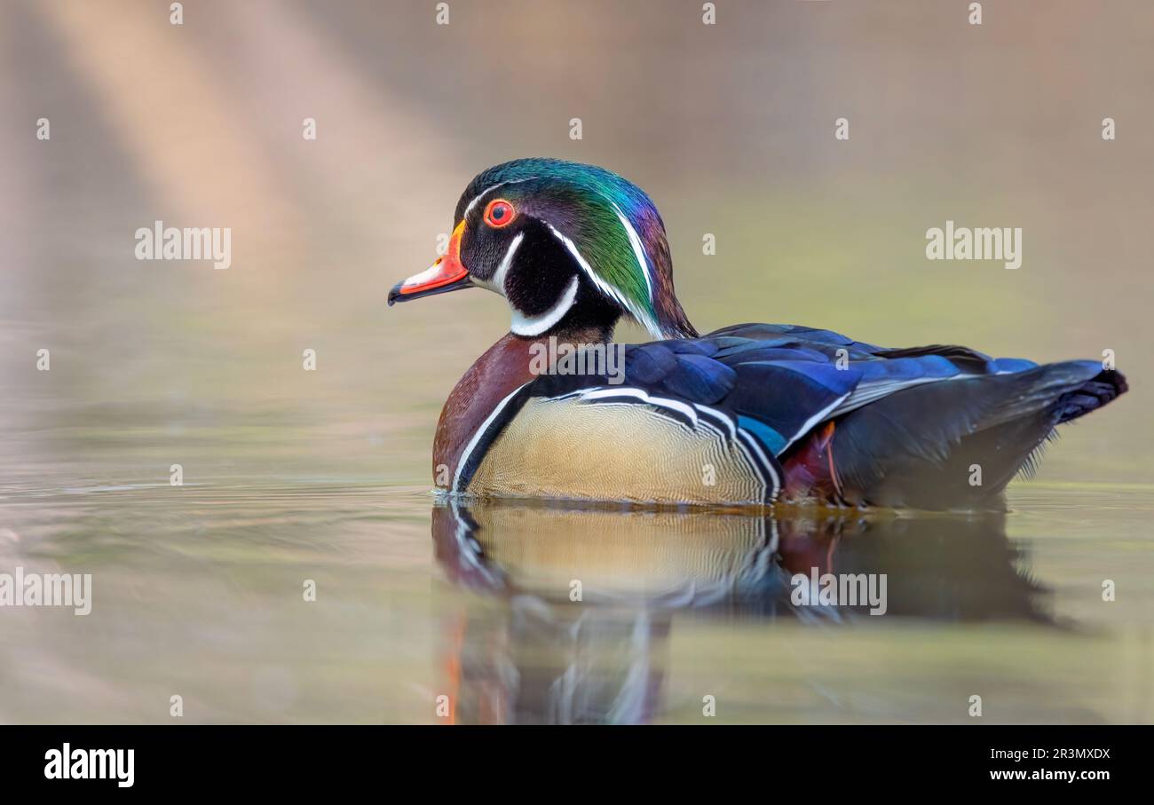 A wood duck male with reflection swimming in a local pond in spring Stock Photo