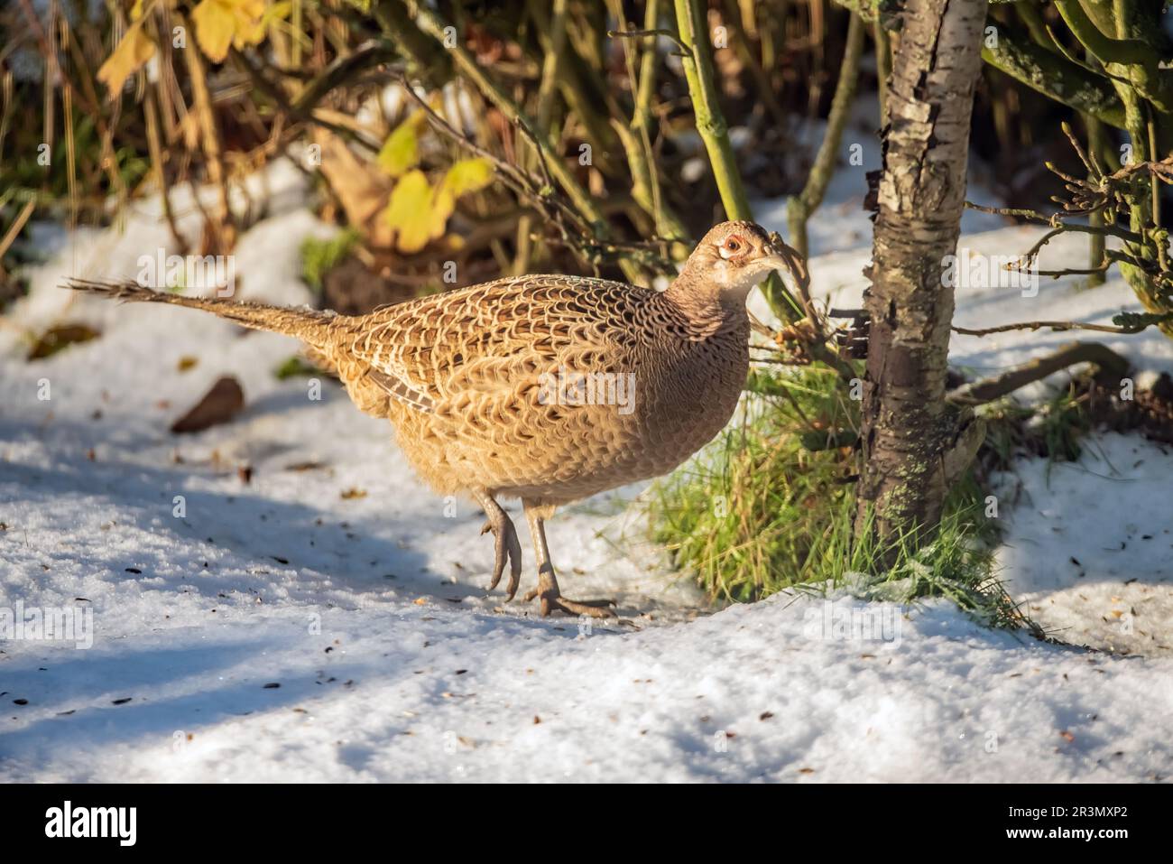 Hen body hi-res stock photography and images - Alamy