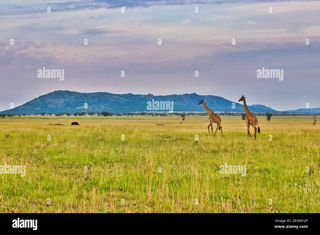 Giraffe pair close up at Serengeti National Park, Tanzania Stock Photo