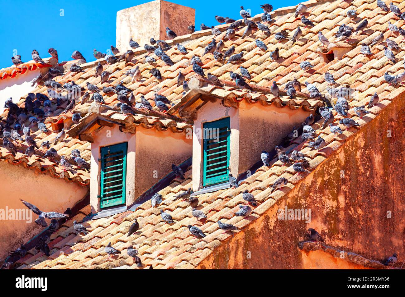 Attic pigeons hi-res stock photography and images - Alamy
