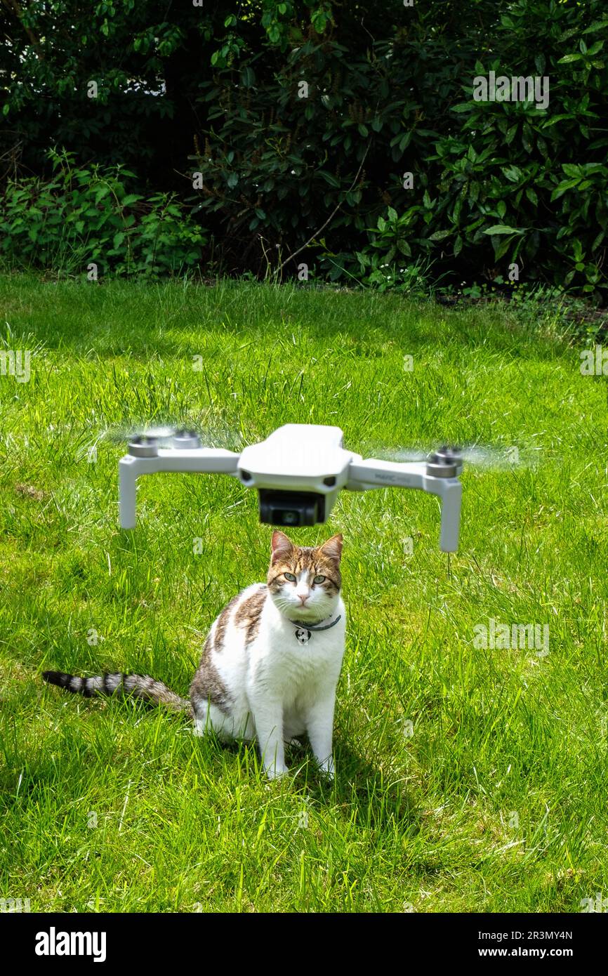 General public drone under 250 grammas - Non license required - Cat  observing the flying drone | Drone grand public sous la limite des 250  grammes. Au Stock Photo - Alamy