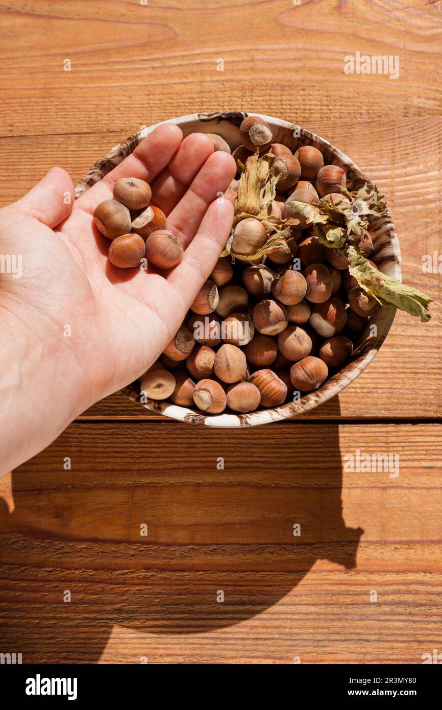 Hazelnuts in a bowl on rustic wooden background. Raw fresh home garden