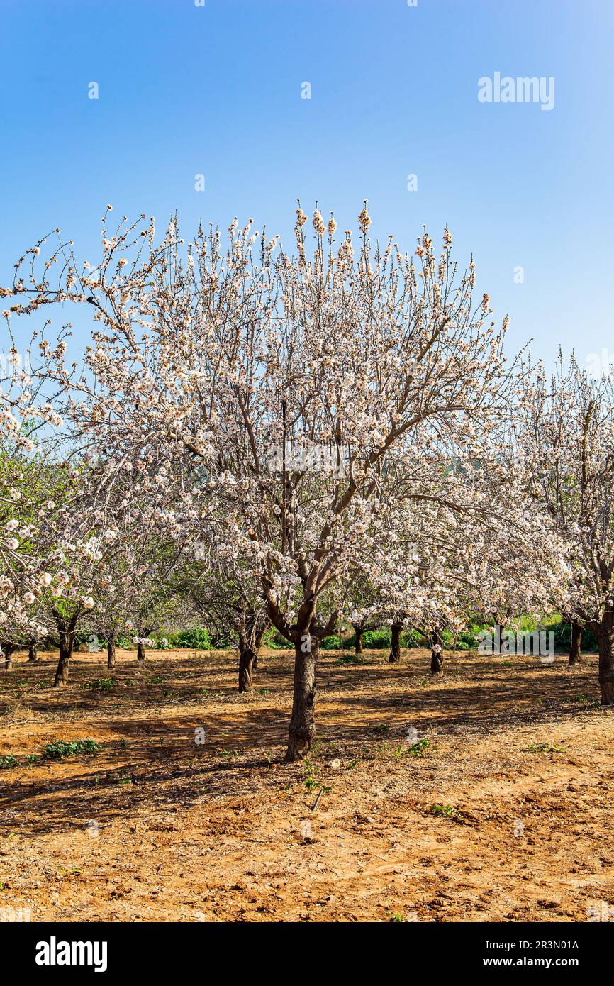 The grove of almond trees Stock Photo Alamy