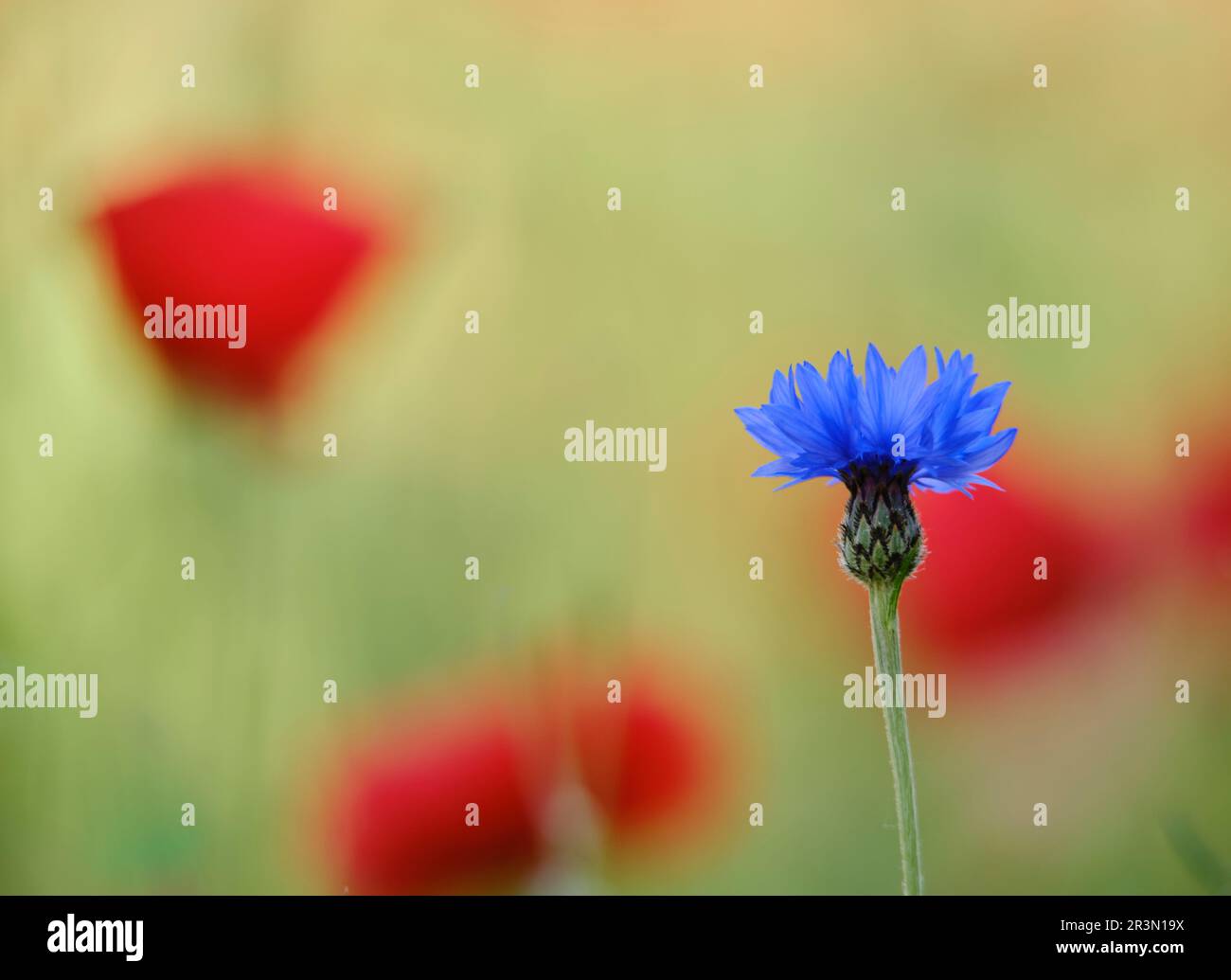 Spring flowers painting field hi-res stock photography and images - Alamy