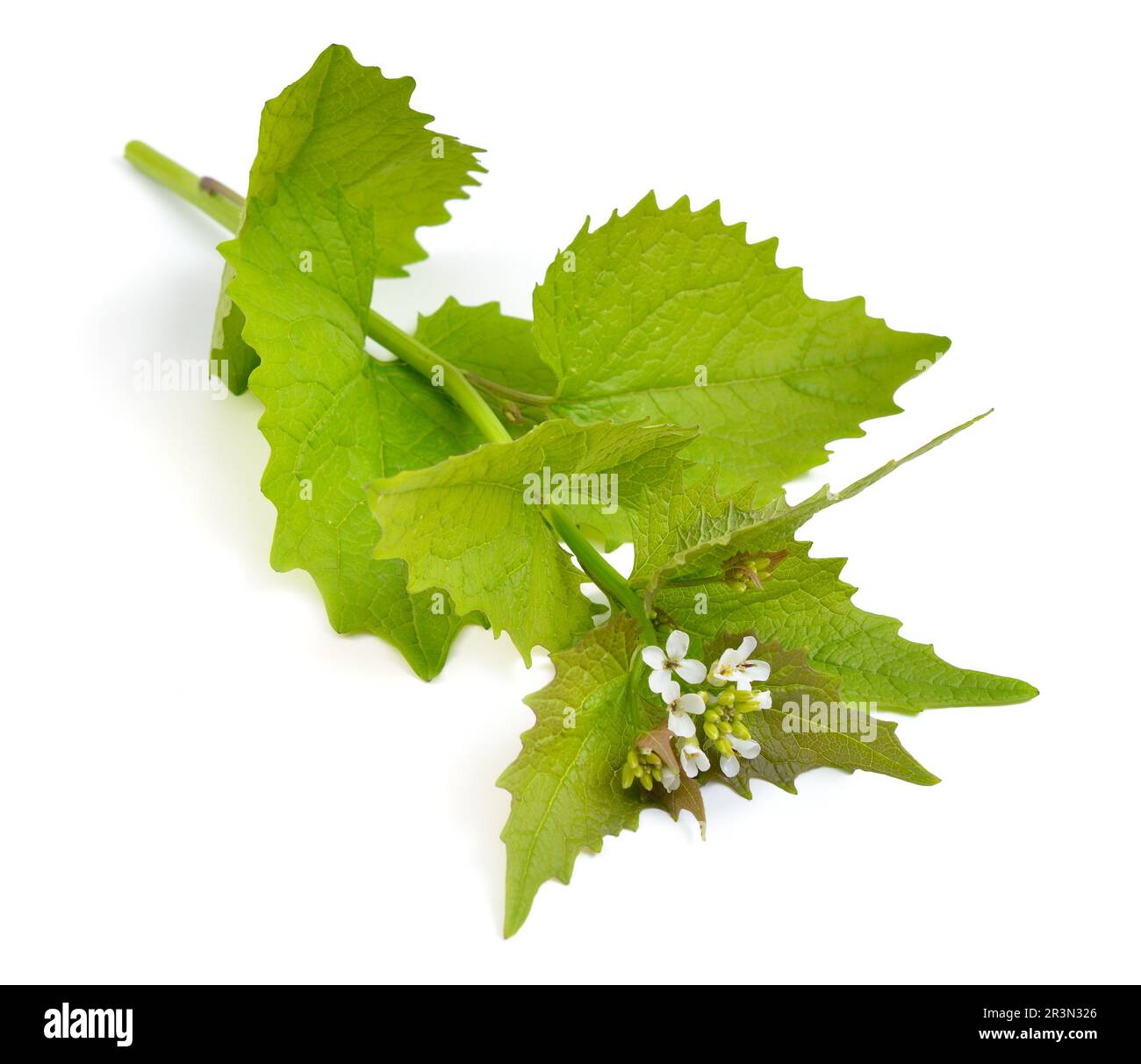 Alliaria petiolata, or garlic mustard isolated on white background