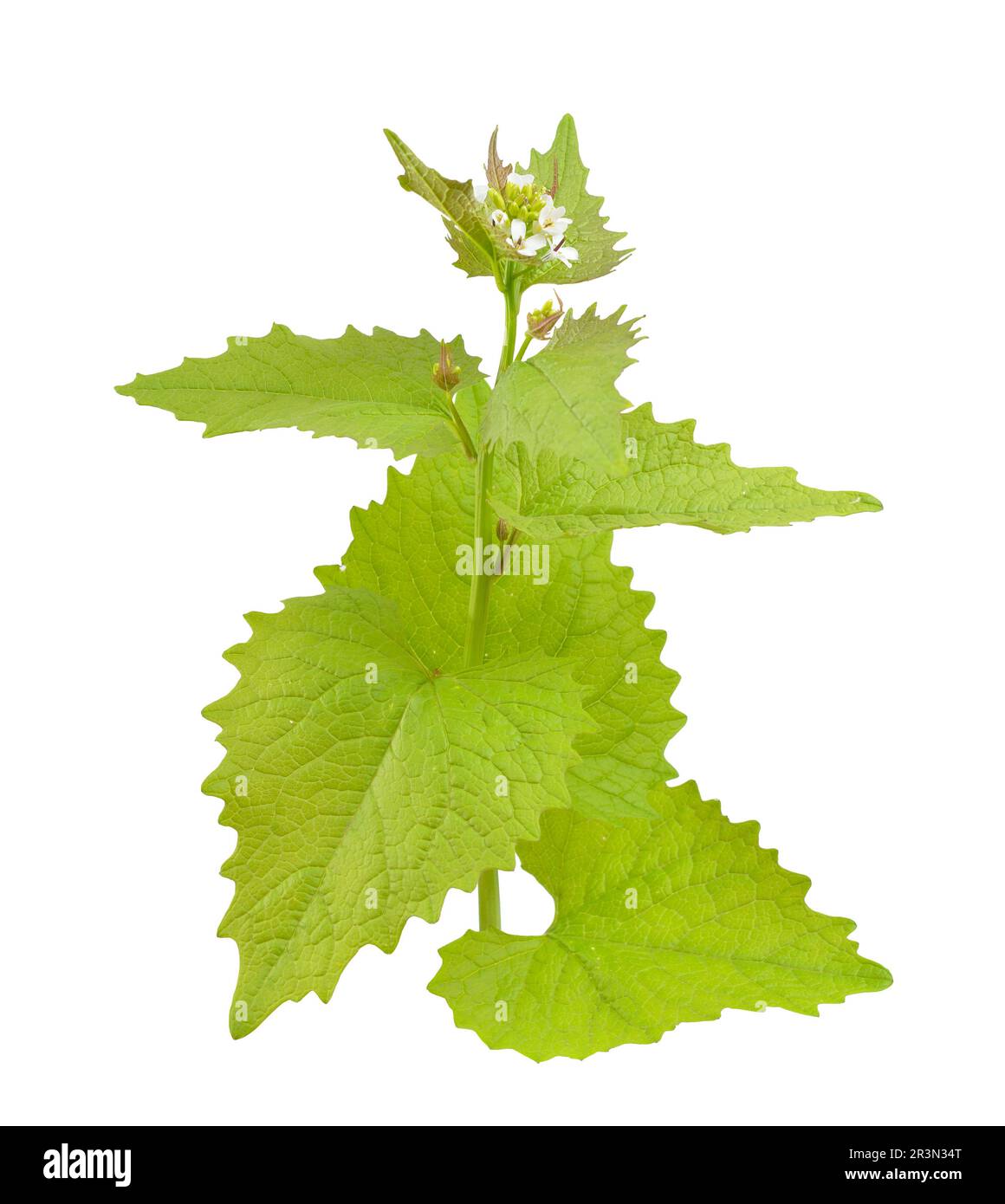 Alliaria petiolata, or garlic mustard isolated on white background