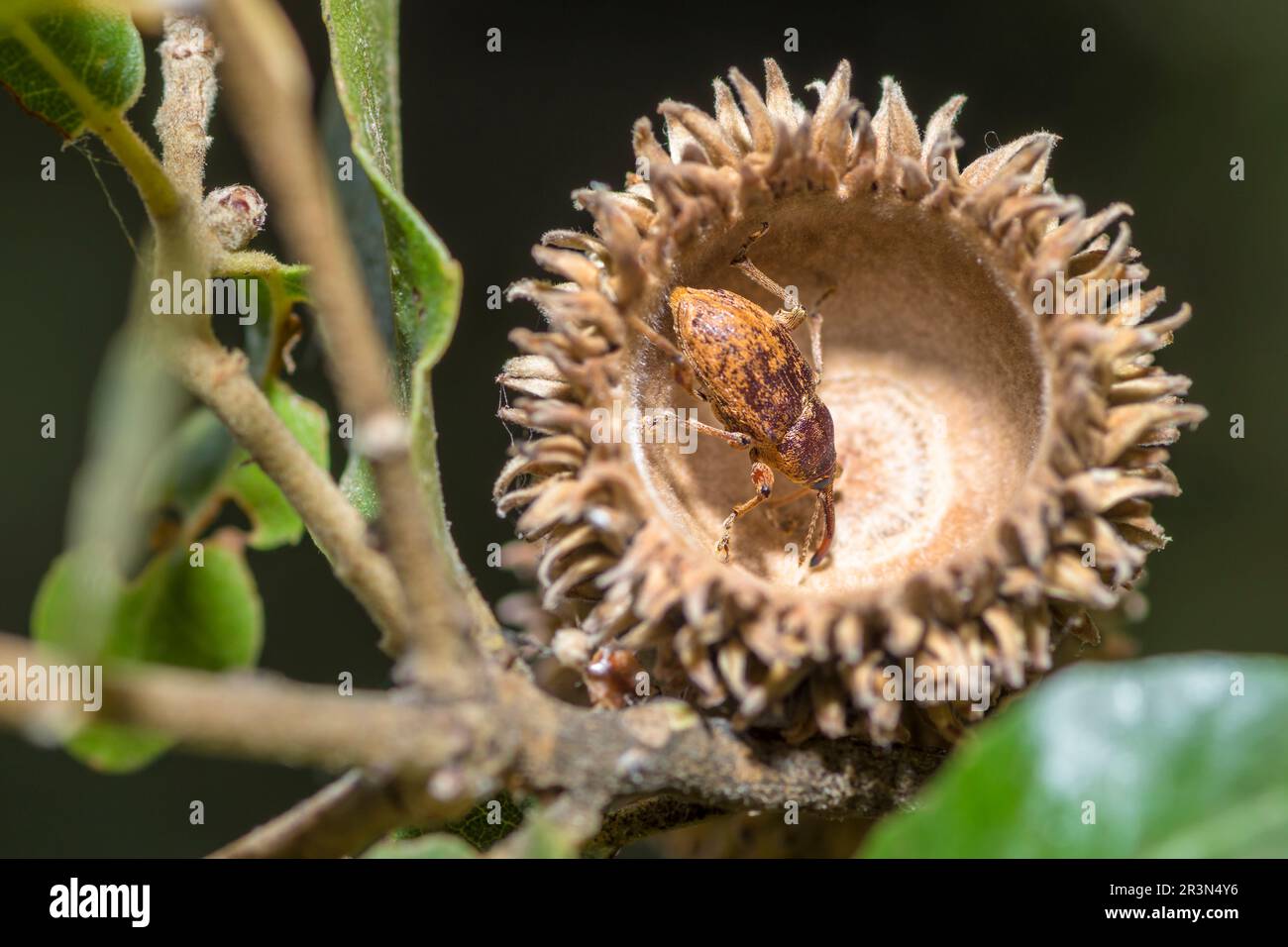 Acorn and nut weevil in an oak nut cupule, genus Curculio Stock Photo