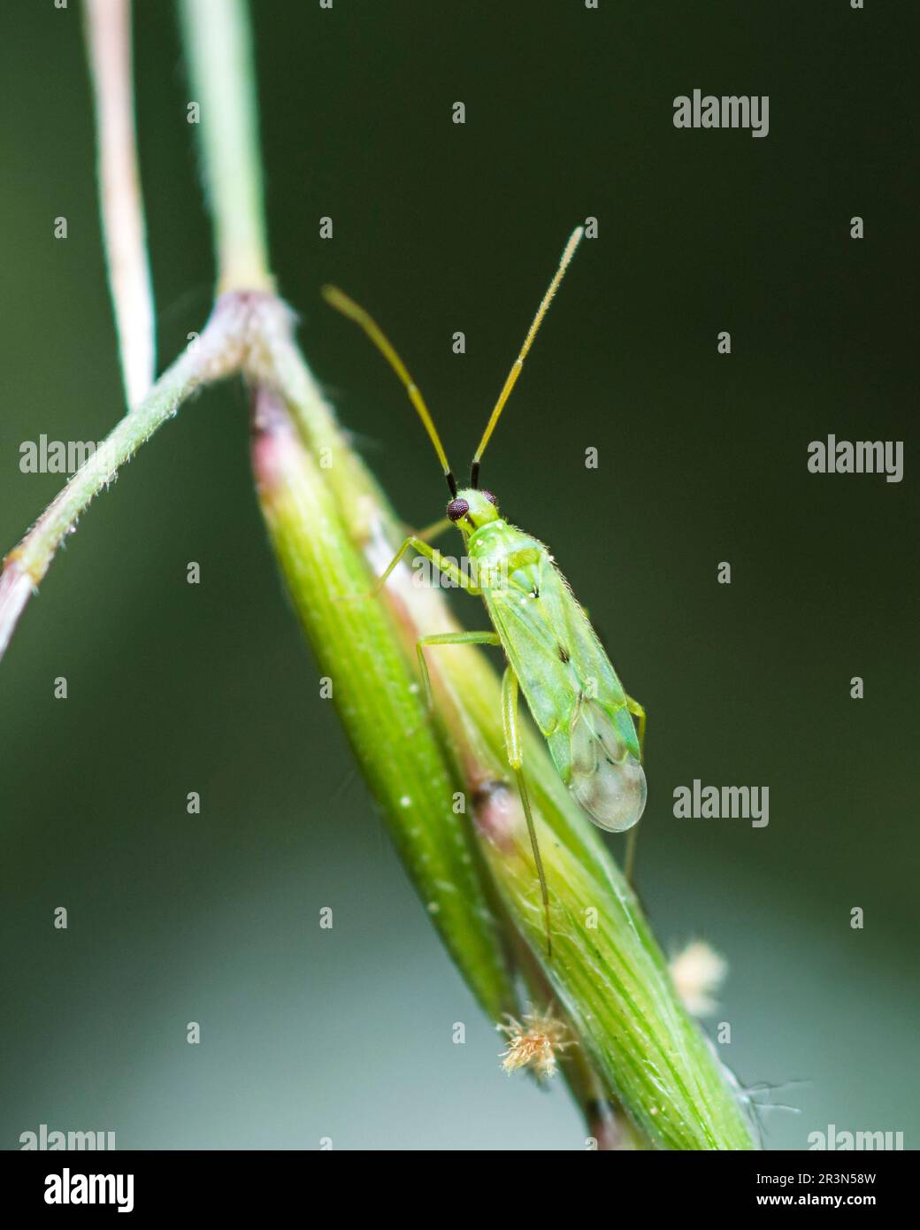 Selective focus on green plant bug Macrolophus Costalis Stock Photo