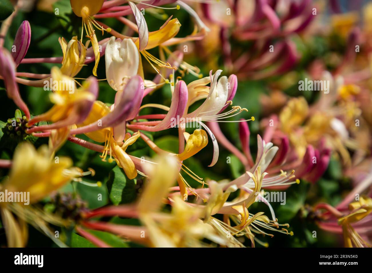 A close up of honeysuckle in flower, with a shallow depth of field Stock Photo