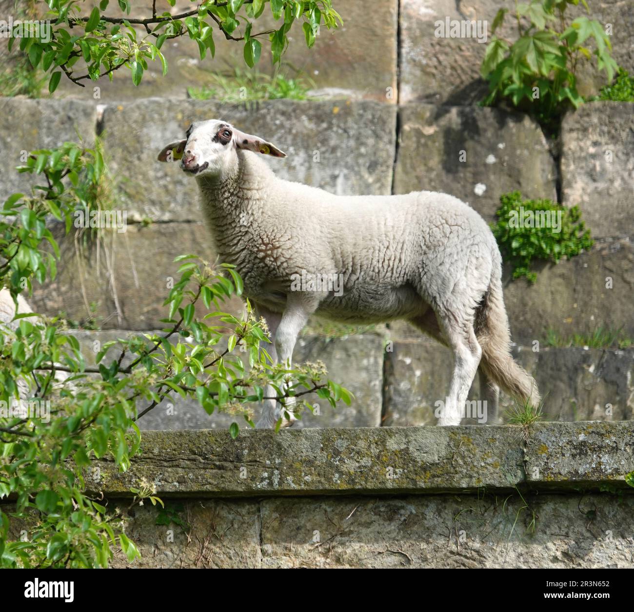A young sheep walks over the castle wall in Bad Bentheim. The breed of this sheep is a rare local breed, namely landrace of Bentheim. Stock Photo