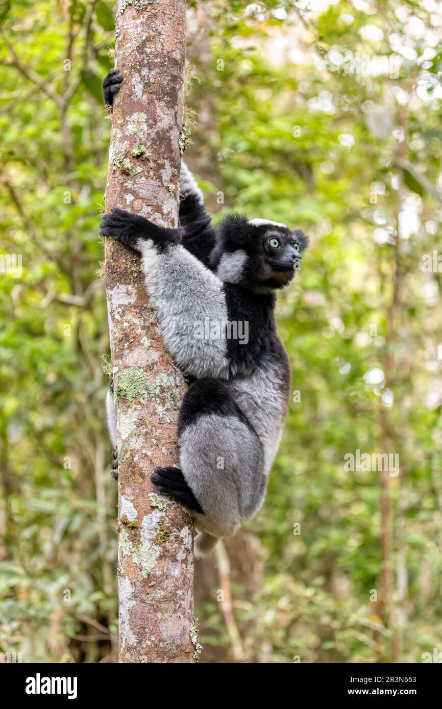 Largest Living Lemur Indri, (Indri Indri), Called The Babakoto ...