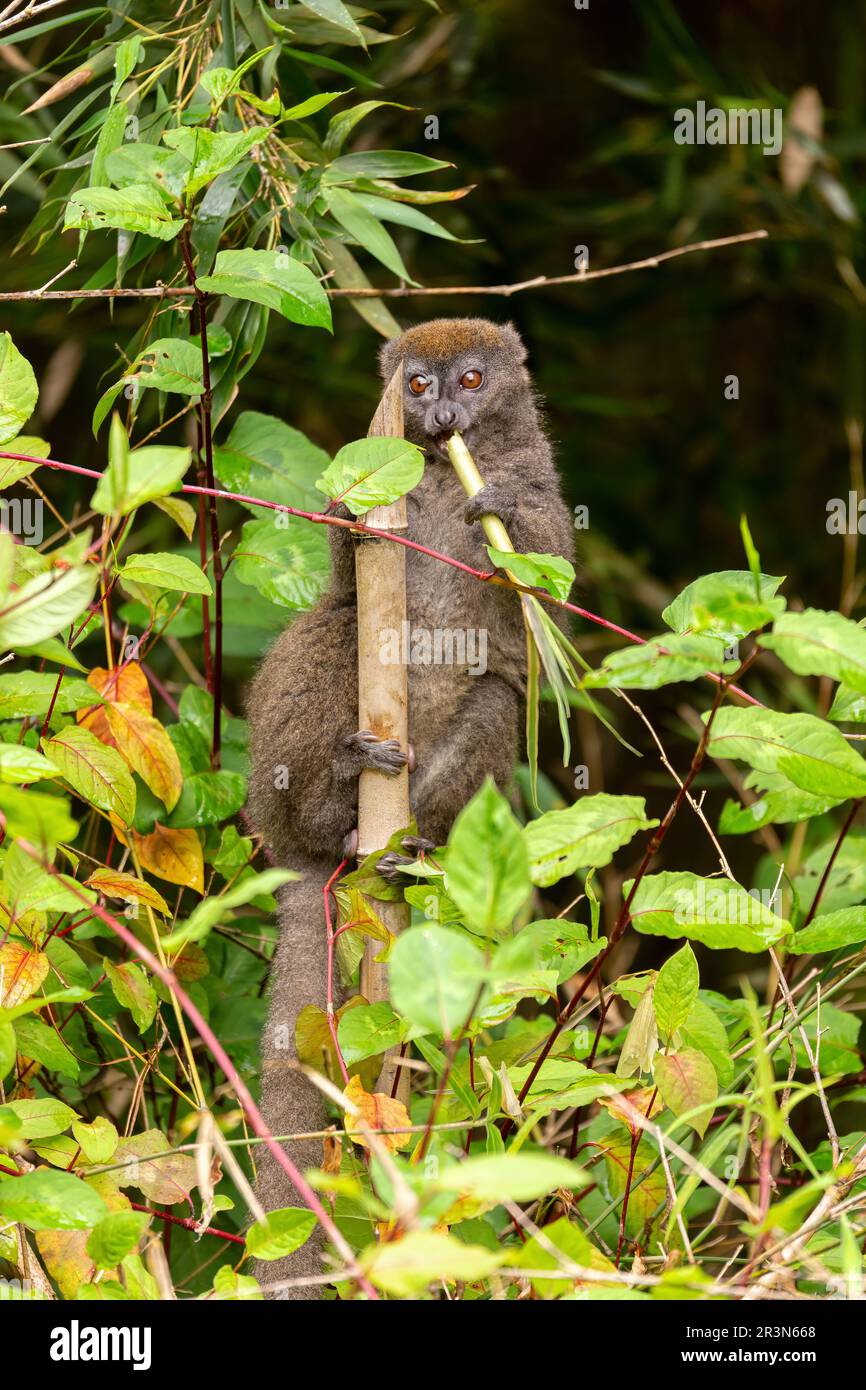 Eastern lesser bamboo lemur, Hapalemur griseus, Madagascar wildlife animal. Stock Photo