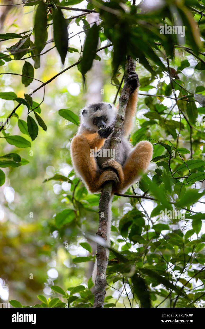 Lemur Diademed Sifaka, Propithecus diadema, Madagascar wildlife animal Stock Photo