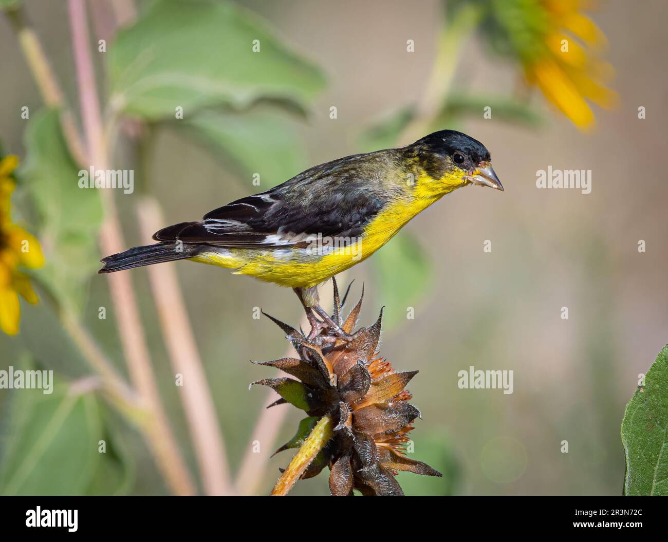 A beautiful Lesser Goldfinch caught gleening seeds from a Mexican Sunflower in a Colorado Wildlife Area. Stock Photo
