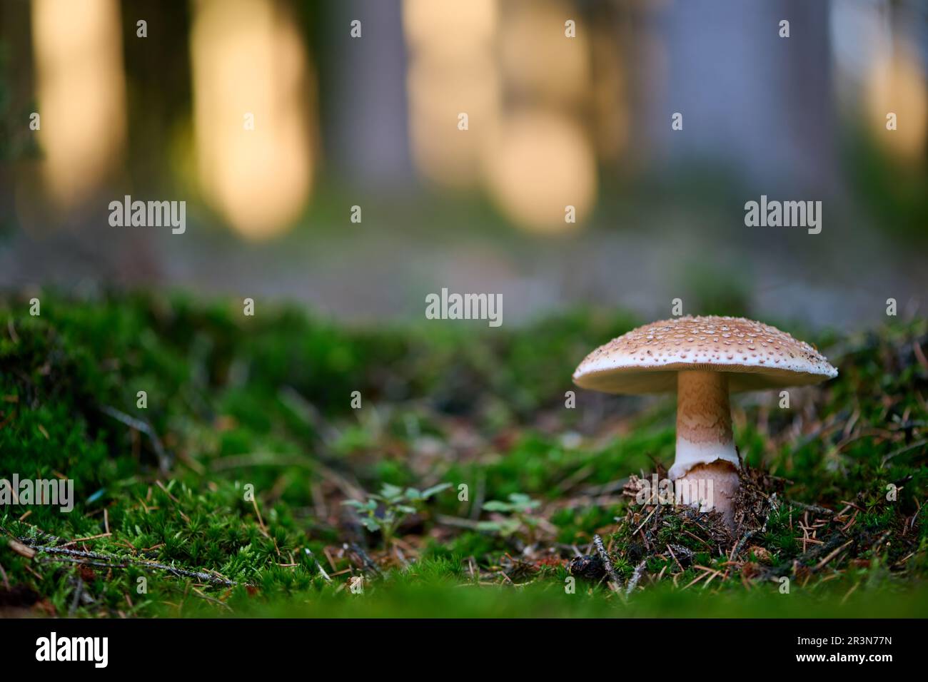 Blusher in a German forest Stock Photo